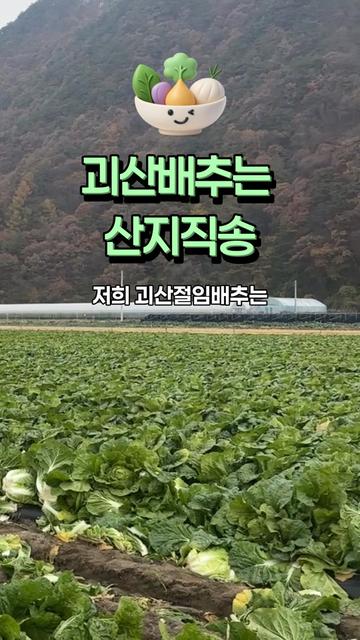 @아삭-괴산절임배추