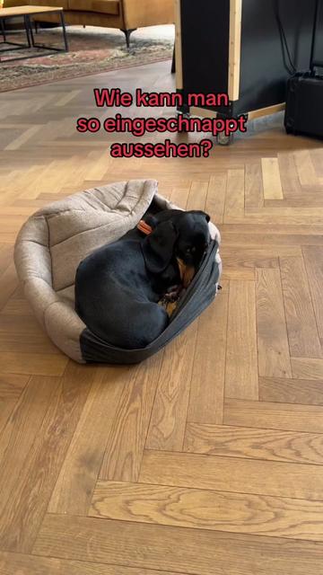 @SausagedogMaja