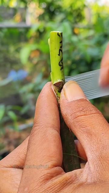 @GardeningFruits