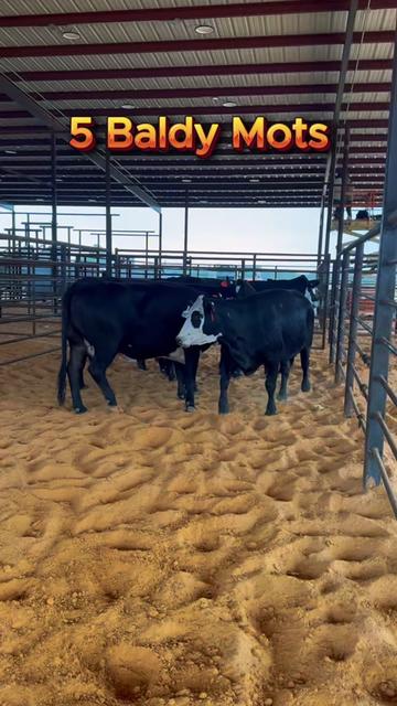@Rutherford Land and Cattle