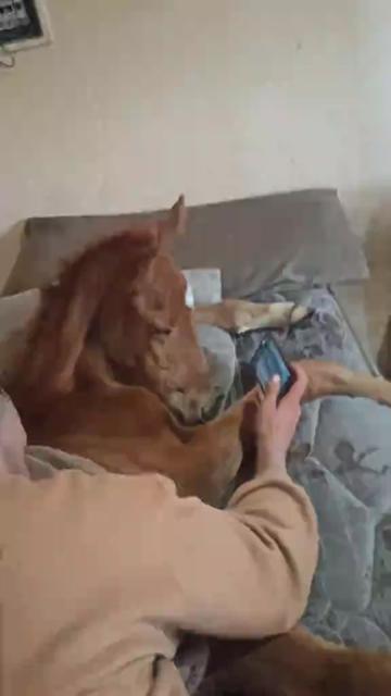 @Horses TikTok