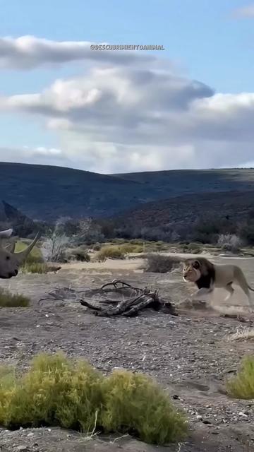 @Descubrimientoanimal