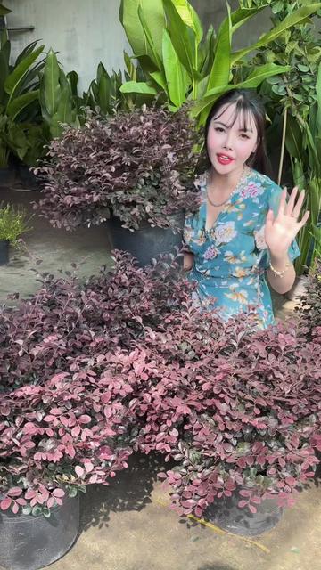 @Tiệm Lá Nhỏ