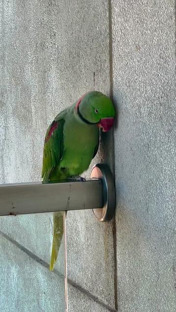 @Mango the Wild Parrot