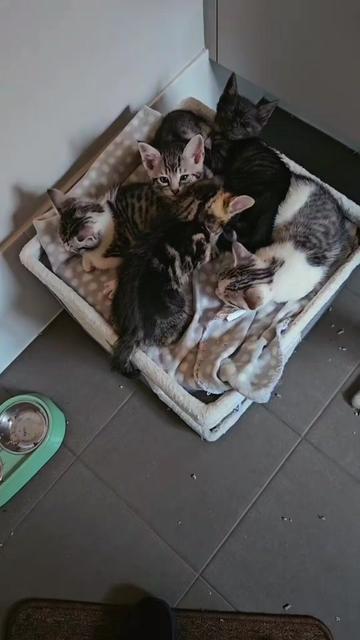 @Jill Crazy cat lady