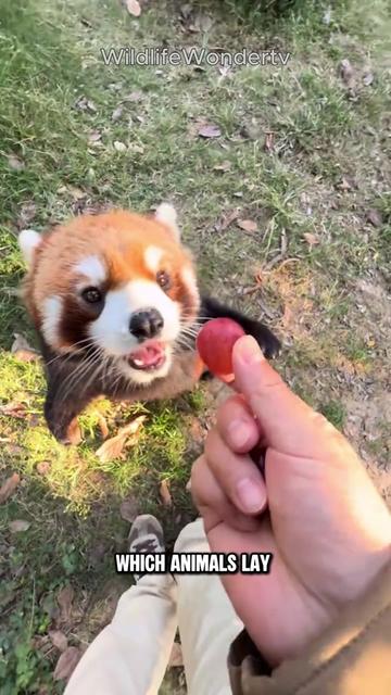 @WildlifeWonderTV Animal Facts