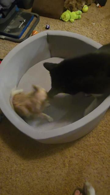@The Dog Mom
