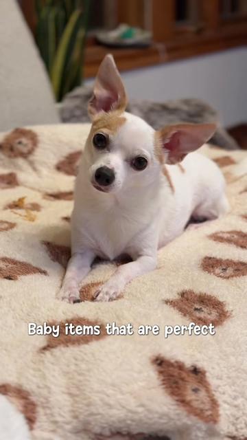 @Bao the Chihuahua