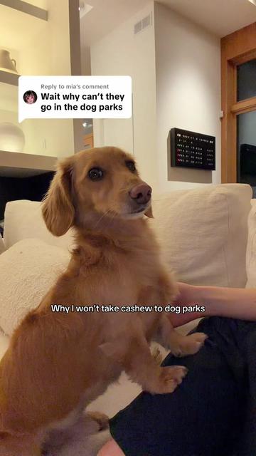 @cashewdachshund