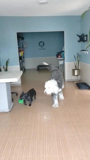 @Canbnb 🐶❤️