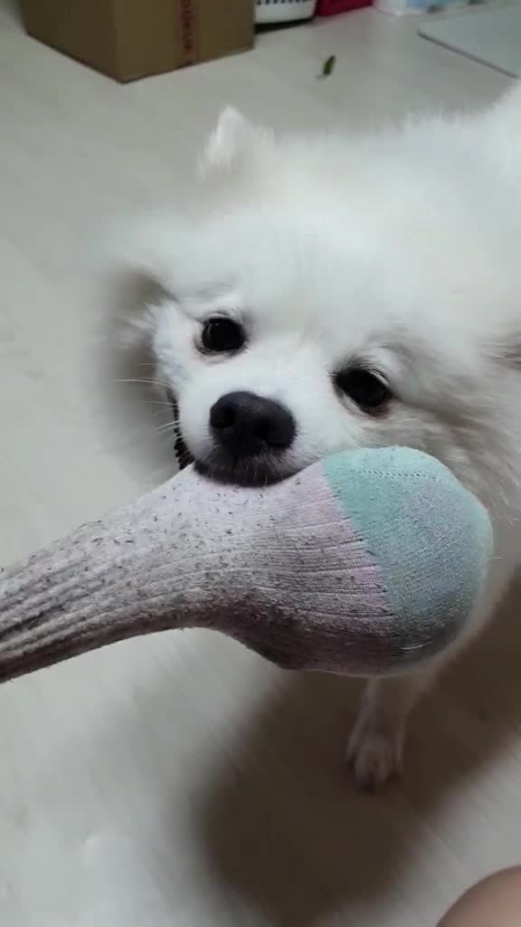 @mongooone