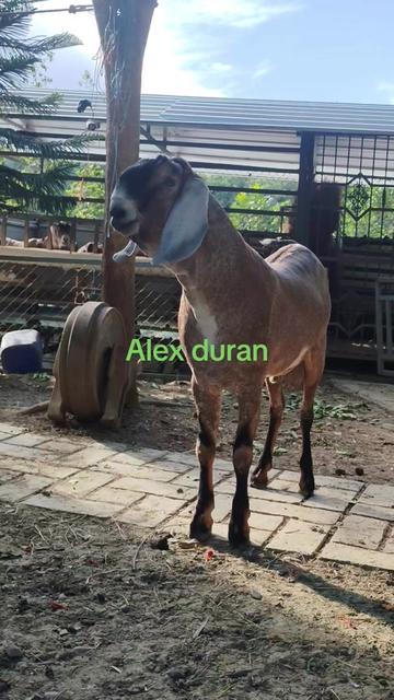 @alexduran7558