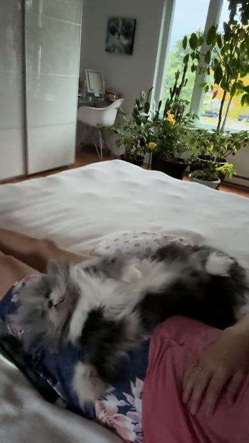 @atchoumthecat