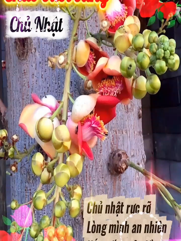 @Huỳnh Văn Được