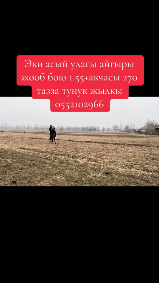 @Oskonbai Tajibaev