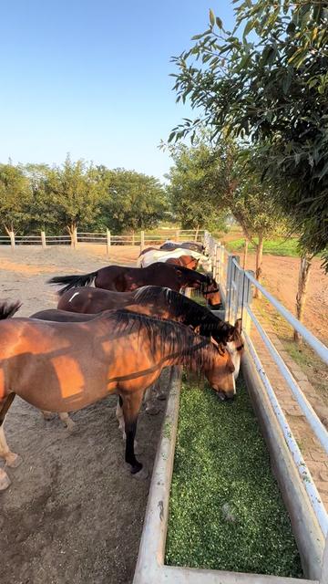 @SUNRISE STUD FARMS RAWALPINDI