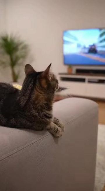 @Purrfect Moments