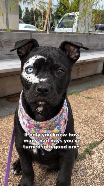 @moonfetches