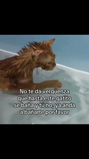 @saulburgosp