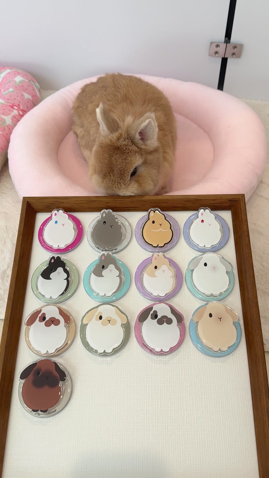 @Eggie