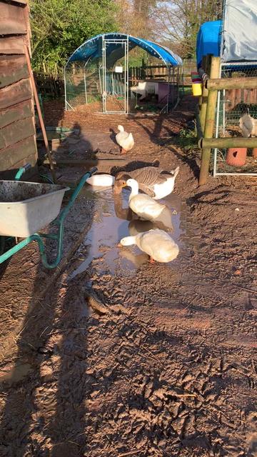 @Walnut Tree Farm