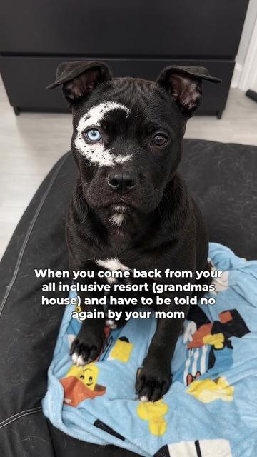@moonfetches