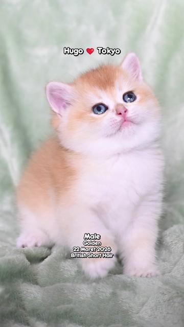 @dutchthebritishcat