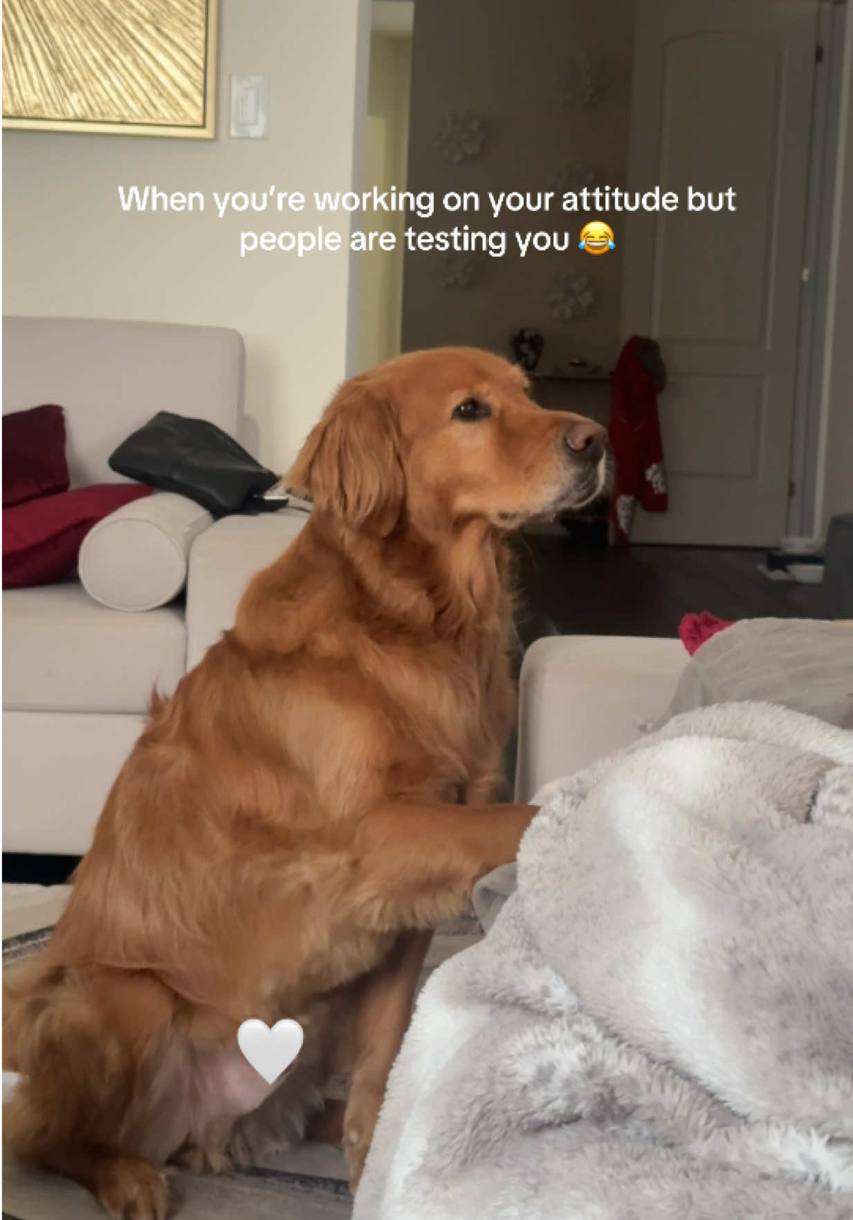 @Bentley the Spicy Golden🌶️
