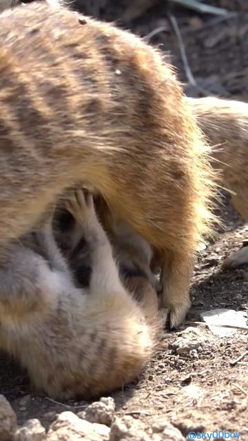 @Wild Animals