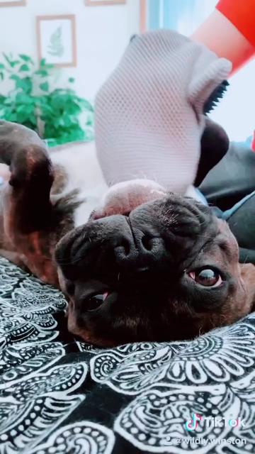 @wildlywinston