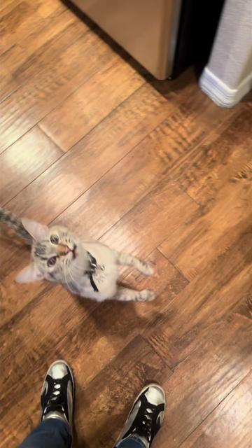 @Ricky and Lucy 🐈⬛