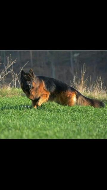 @GILL DOG FARM