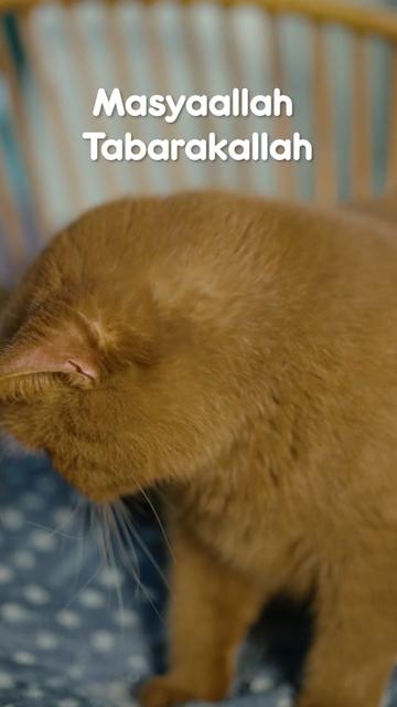 @dutchthebritishcat