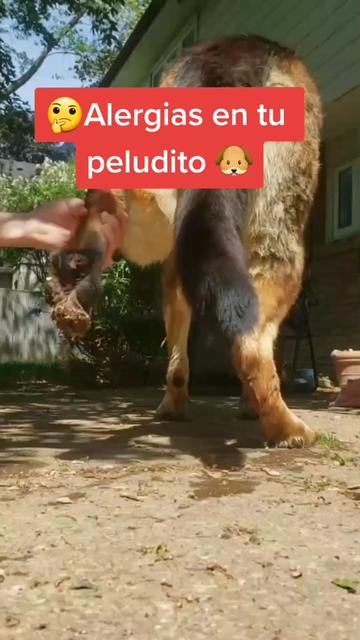 @delimascotas