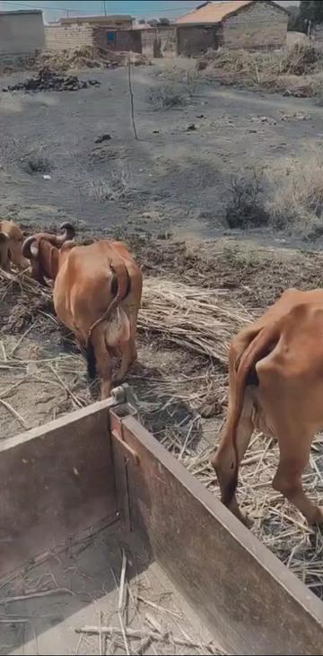 @Bhavu_Bharwad