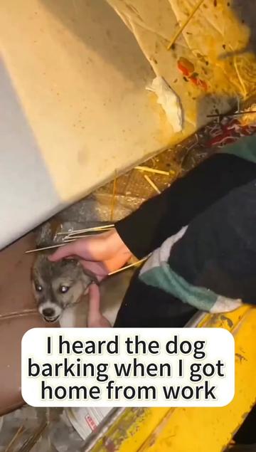 @Cats and dogs