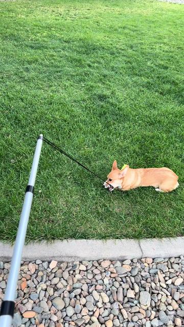 @CorgiMonty
