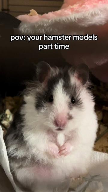 @Milkbun Hamstery 🍡