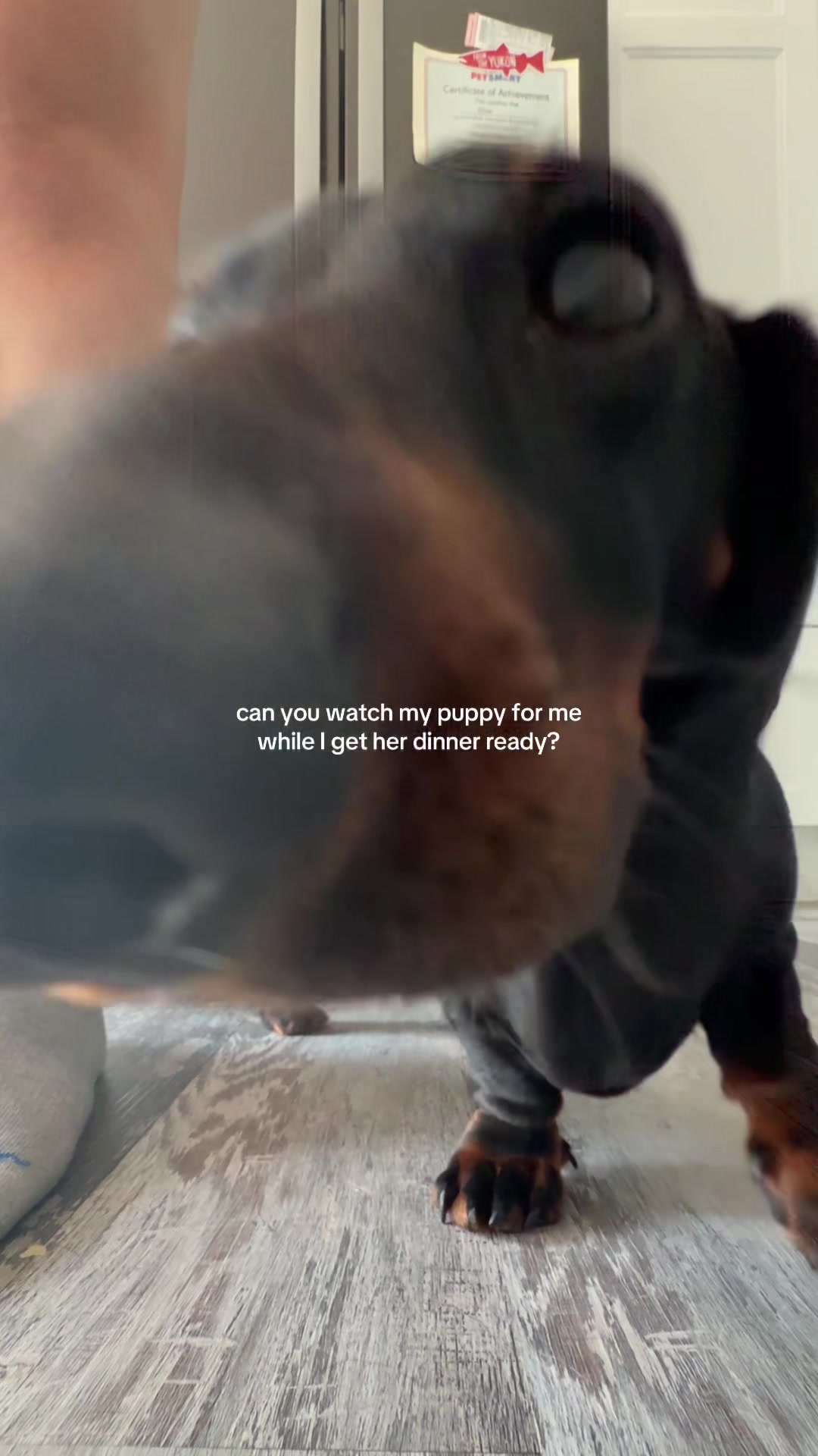 @olive the mini dachshund