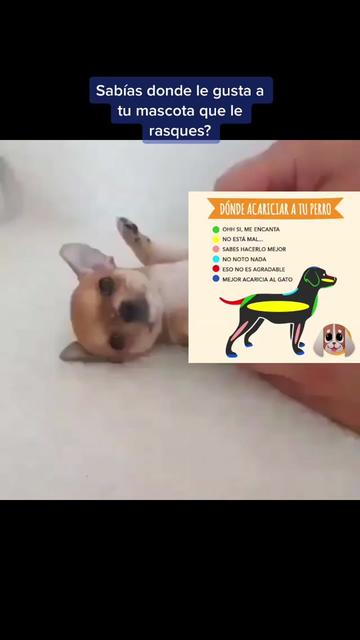 @mascotasfelices
