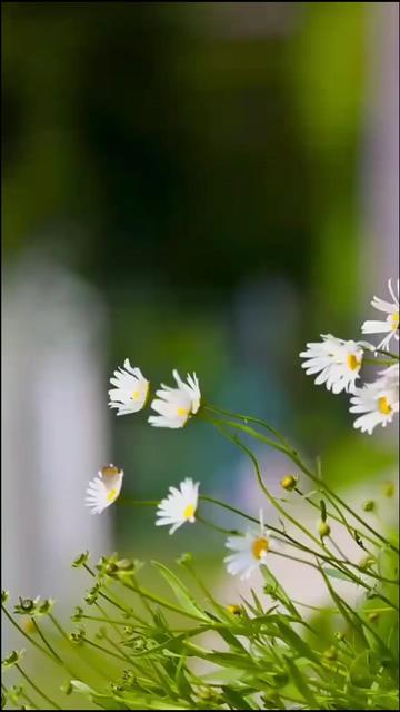 @Dhun_07