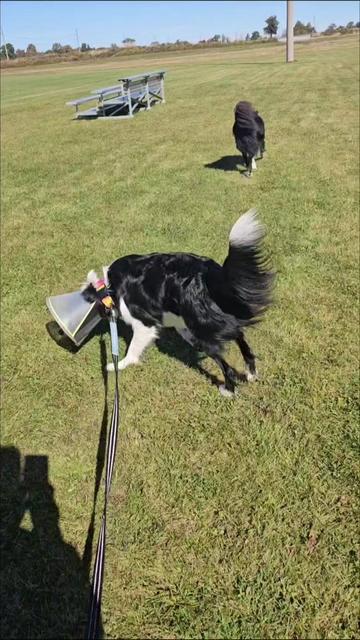 @Zedthebordercollie🇨🇦