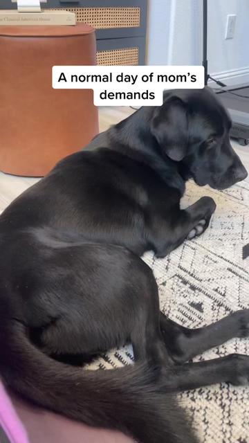@Huxley Knox the Black Lab