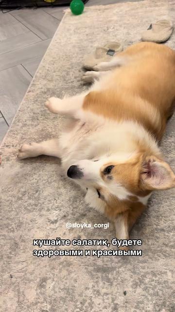 @Слойка корги