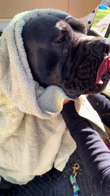 @kyboerboels