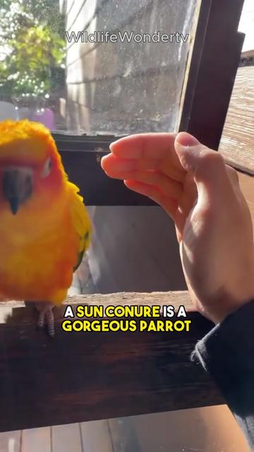 @WildlifeWonderTV Animal Facts