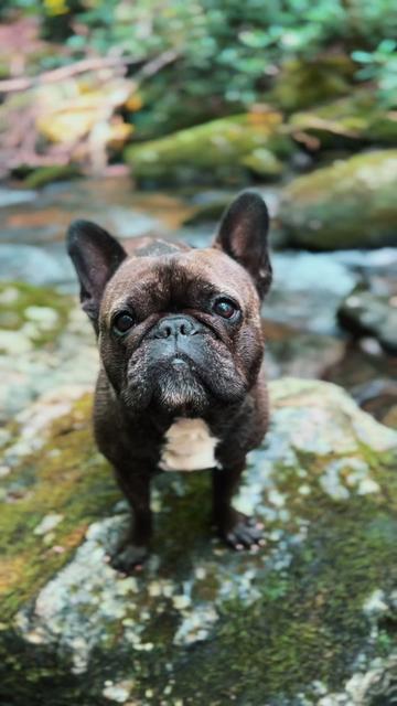 @thewoofpacknc