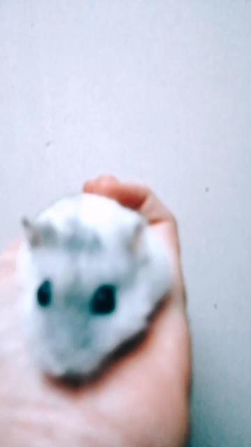 @susi_and_animals🐭🍀💕🎇