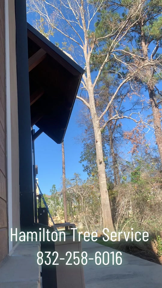 @Hamilton Tree Service