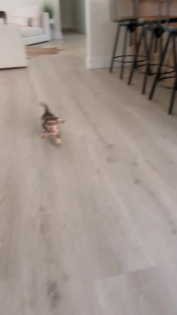 @Tucker Rex 🦖